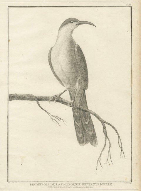 California Birds, Northern California Honeyeater & Port Français Thrush, c.1798, close-up 1