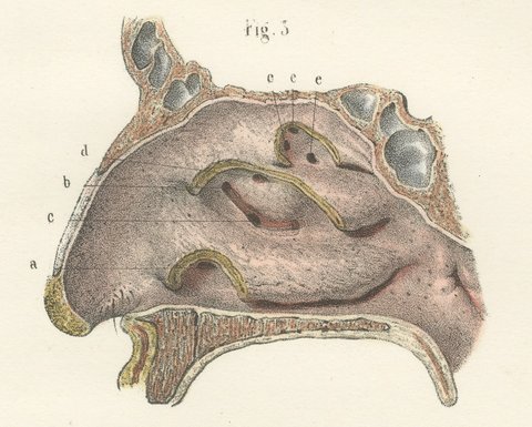 The Lining Membrane of the Nose, Antique Hirschfeld Anatomy Print, 1866, view 5
