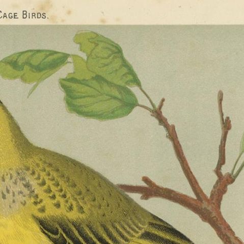 Antique Bird Print of Black-Crested, Red-Crested Cardinal, Cardinal Grosbeak, close-up 1