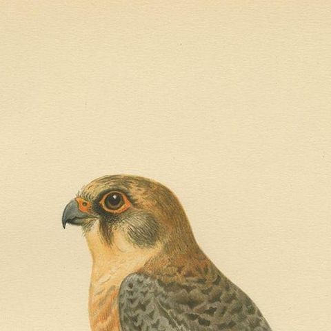 Antique Bird Print of the Red-Footed Falcon by Von Wright, 1929, close-up 1