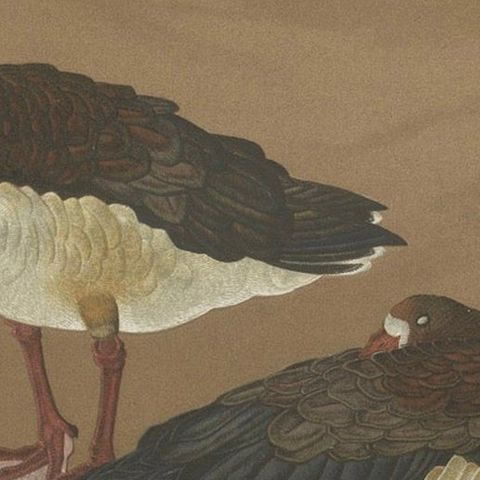 Japanese Geese in Calm Elegance: Antique Lithograph, 1880s, close-up 6