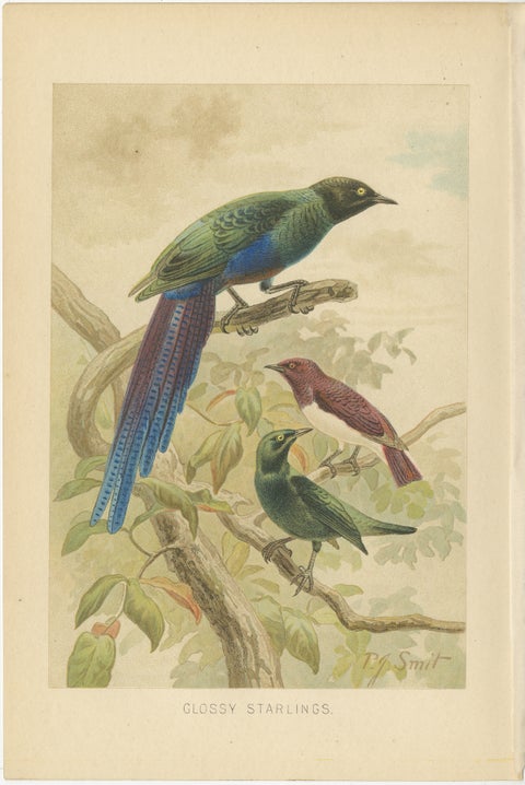 Two-Toed Sloth, Antique Natural History Chromolithograph, 1894, view 3
