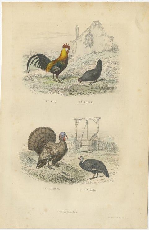 Antique Bird Print of a Rooster, Hen, Turkey & Guinea Fowl, 1841, view 2