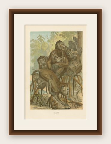 Antique Print of Macaque Monkeys by Brehm 'c.1890', shown framed