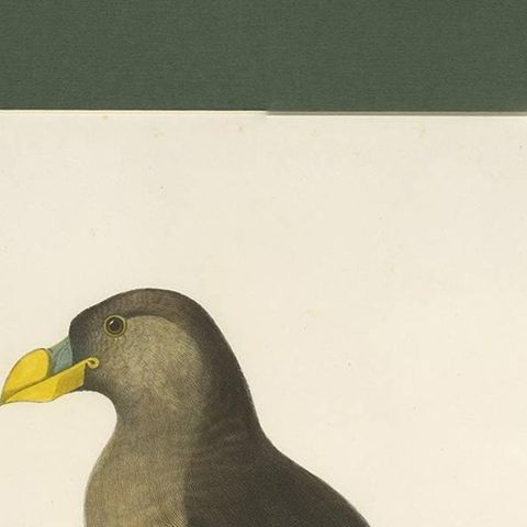 Antique Bird Print of a Latham's Guillemot Made after J. Wolf, 1868, close-up 1