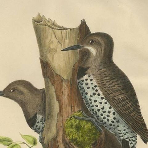 Antique Bird Print of Gilded Flickers Made After D.G. Elliot, 1869, close-up 2