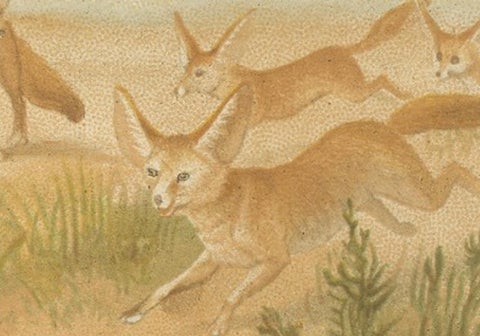 African Fennecs, Antique Desert Fox Chromolithograph, 1894, view 6
