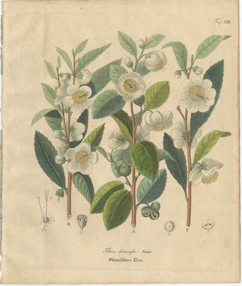 Antique Botanical Print of Thea Chinensis, Hand Colored, c.1831, view 2