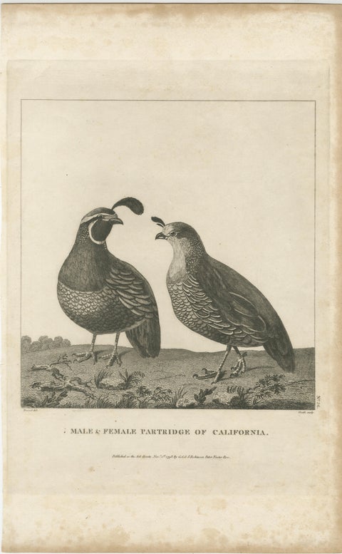 California Quail Pair, Partridge Couple of California, Antique Bird Print, 1798, view 2