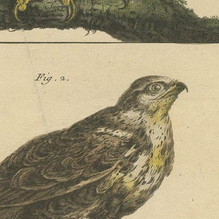 Antique Print of Birds of Prey by Vangelisti, c.1820, close-up 2