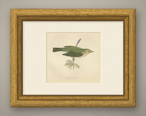 Willow Warbler on a Leafy Stem, Hand Colored Bird Print, Morris, 1896, shown framed