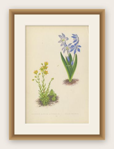 Yellow Saxifrage and Siberian Squill, Hand-Coloured Botanical Print, 1874, shown framed