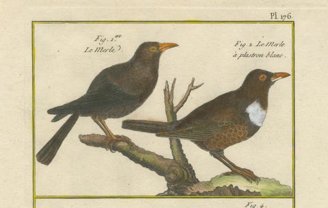 Hand-Colored Engraving of Blackbird Species from Histoire Naturelle, 1790, close-up 2