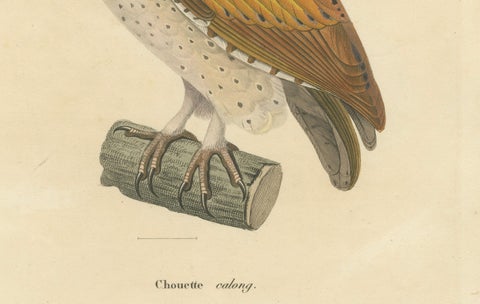 Old Handcolored Ornithological Print of the 'Chouette calong' (Calong Owl), 1838, close-up 1
