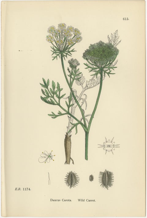 Elegant British Botanical Trio, Hand-Colored Wild Carrot Prints, England 1902, view 6