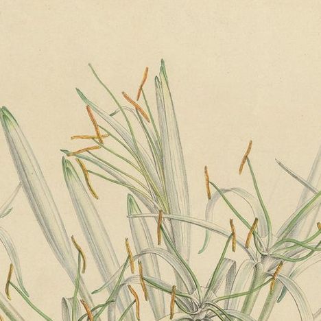 Antique Botany Print of Hymenocallis Tubiflora by De Vriese '1847', close-up 1
