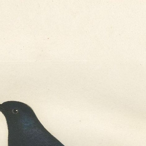 Antique Bird Print of the Blue Swallow by Vieillot, 1807, close-up 1