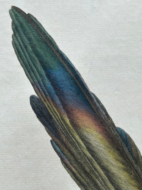 Magpie (Pica), Antique Ornithological Print with Dutch Text, Nozeman, 1770–1829, view 8