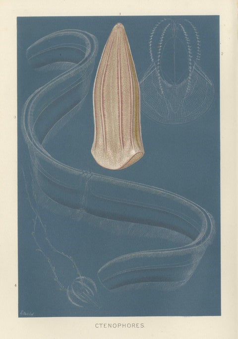 Ctenophores (Comb Jellies), Marine Invertebrates, Royal Natural History, 1896