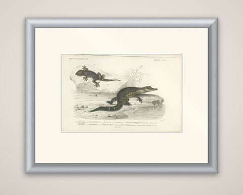 Antique Print of a Caiman and Common Wall Gecko, shown framed