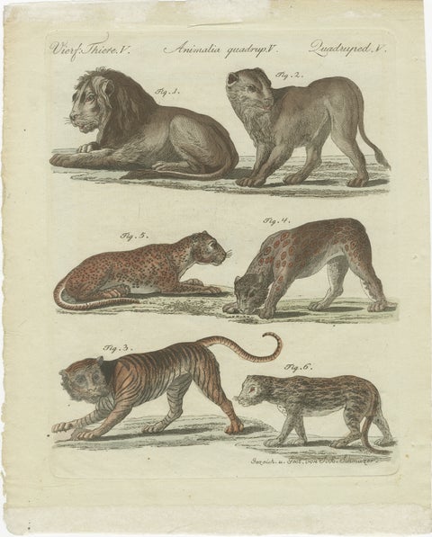 Lions, Tigers & Spotted Cats, Decorative Natural History Print c.1790, view 2