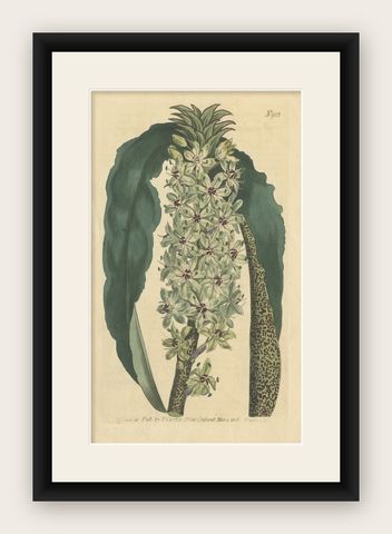 Antique Print of the Pineapple Flower or Pineapple Lily or Wine Eucomis, 1806, shown framed