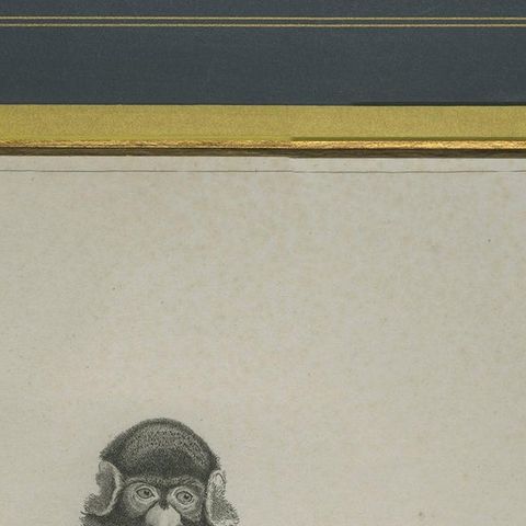 Antique Print of the White-Nosed Monkey by Miger 'c.1808', close-up 1