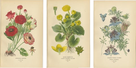 Heritage Blossoms: A Victorian Botanical Selection, 1896, view 2