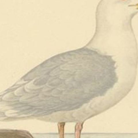 Antique Bird Print of the White-Winged Tern by Von Wright, 1929, close-up 1