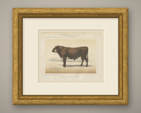 Flemish Bull, French Cattle Breed, Antique Chromolithograph by Borie, 1863, shown framed