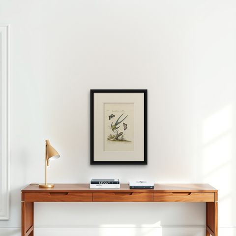 Long-Tailed Green Hummingbird Engraving by J.M. Seligmann after Edwards, ca.1770, shown framed on a wall