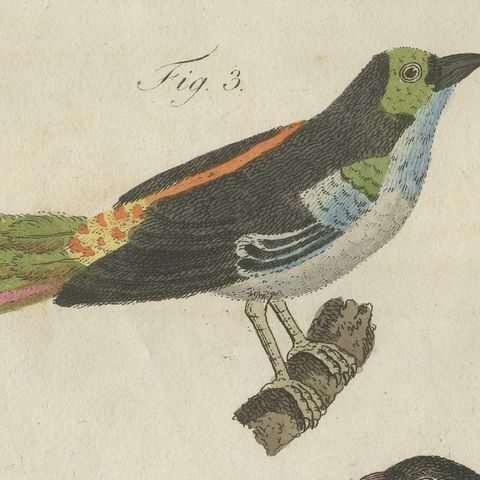 Tanagers and Java Sparrow Songbirds, Antique Bertuch Print, circa 1805, close-up 6
