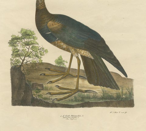 Antique Bird Print of the Horned Screamer by Goldfuss, circa 1824, view 4