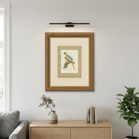 Blue-and-Yellow Macaw and Green Parrot, Brazilian Bird Print, Descourtilz, 1944, shown framed on a wall