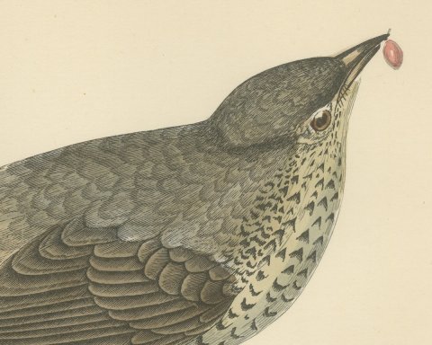 Missel Thrush or Mistle Thrush with a Berry, Morris Bird Print, 1896, close-up 1