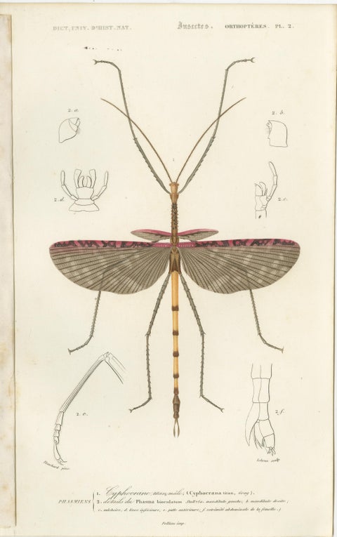 Set of 7 Antique Prints of a Grasshopper and other Insects, view 3