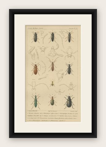 Original Antique Print of Various Beetles and Other Insects, 1834, shown framed