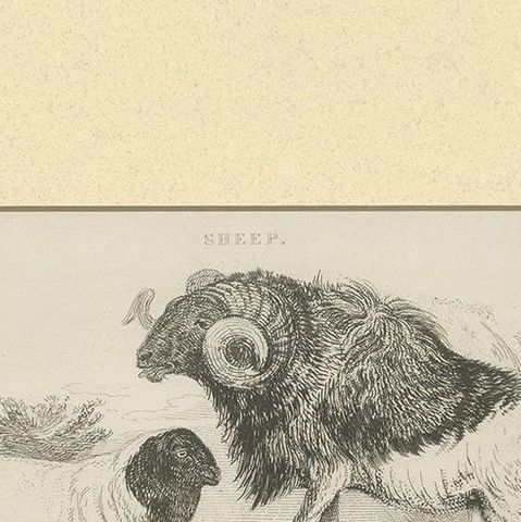 Antique Print of Sheep by Partington 'circa 1840', close-up 1