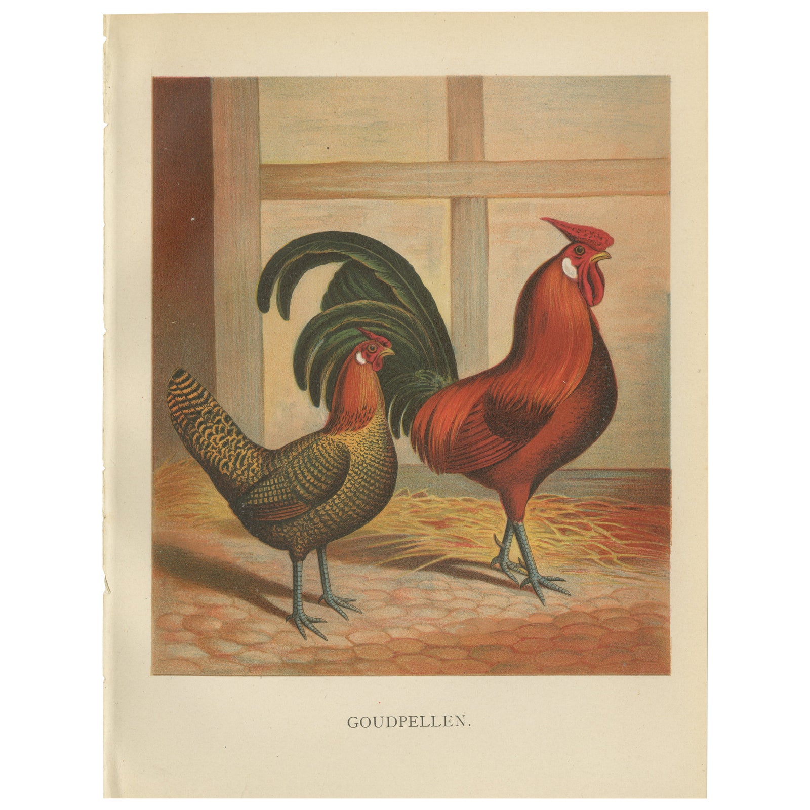 The Majestic Golden Penciled Chicken - A Rare 19th Century Poultry Lithograph