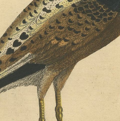 Old Hand-Colored Bird Print of the Male Ruff Wading Bird, a Sandpiper, ca.1738, close-up 2