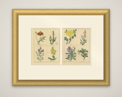 Pair of Hand-Colored Victorian Botanical Prints by B. Maund 1836, shown framed
