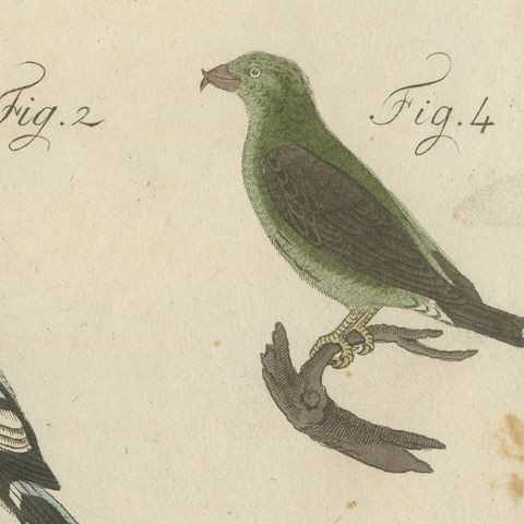 Hoopoe, Roller and Crossbills, Antique Bertuch Print, Vienna, circa 1805, close-up 6