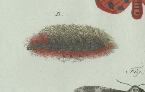 Original Antique Print of Three Moths and Metamorphosis by Bertuch, c. 1800, close-up 3