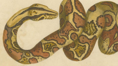 Antique Hand-Colored Boa Constrictor Snake Lithograph by Brodtmann, 1816, close-up 2