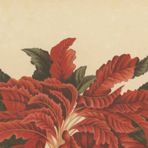 Original Antique Botanical Chromolithograph of Joseph's Coat, ca.1880, close-up 5