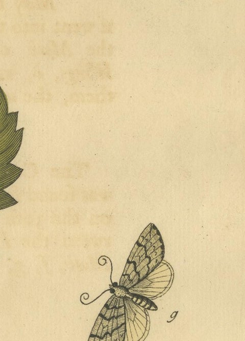 English Moths on Hawthorn Branch, Early 18th-Century Hand-Colored Print, view 11