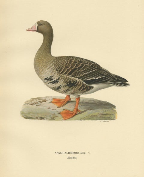 Antique Bird Print of the White-Fronted Goose by Von Wright '1929', view 3