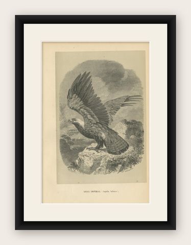 Antique Bird Print of the Eastern Imperial Eagle '1853', shown framed