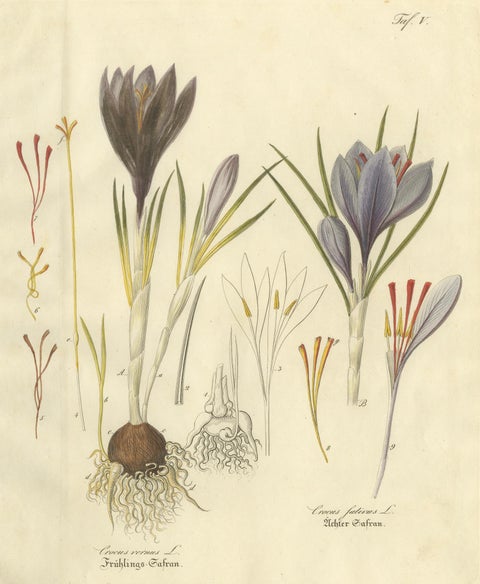 Antique Saffron Botanical Engraving, Crocus Sativus, Hand Colored, c.1831, close-up 1