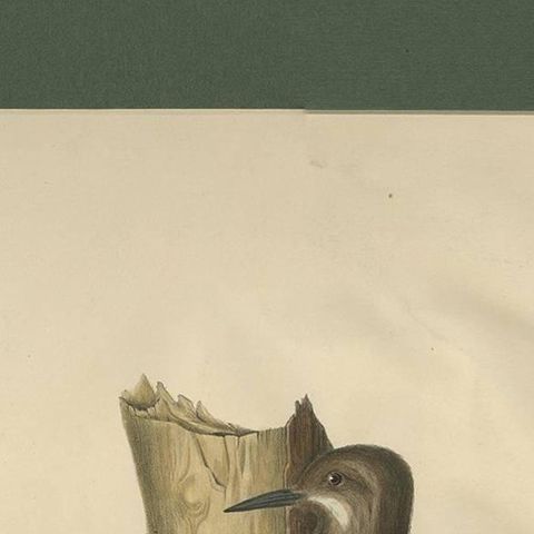 Antique Bird Print of Gilded Flickers Made After D.G. Elliot, 1869, close-up 1